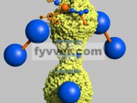 Faktor-Faktor yang Mempengaruhi Nasib Enzim Pencernaan Gastrointestinal dari Gugus Magnesium Oksida: Karakterisasi In Silico